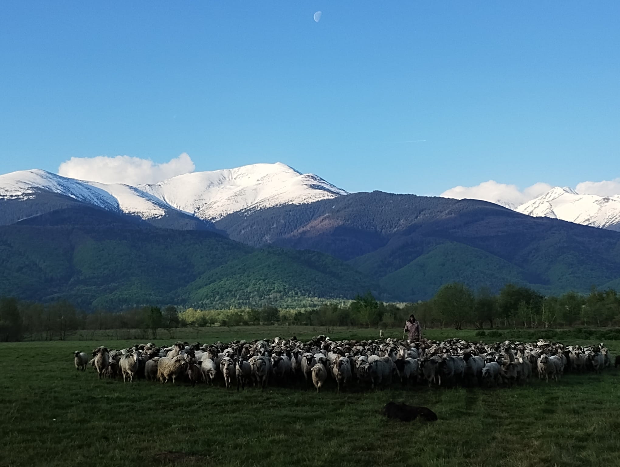 Altă poză de fundal